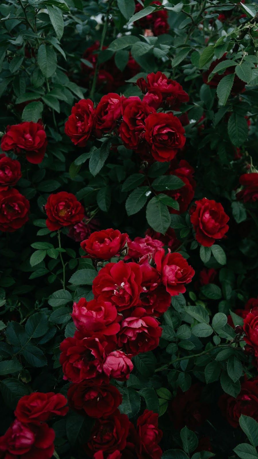 Red Rose Aesthetic With Image Flower Phone Wallpaper