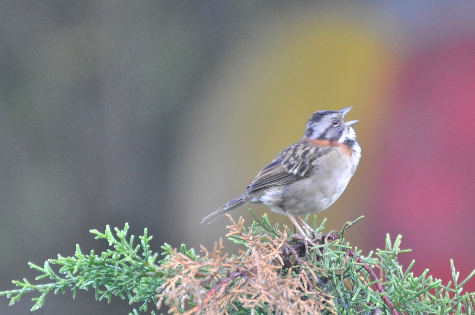 Sparrow Bird High Resolution Full HD Wallpaper