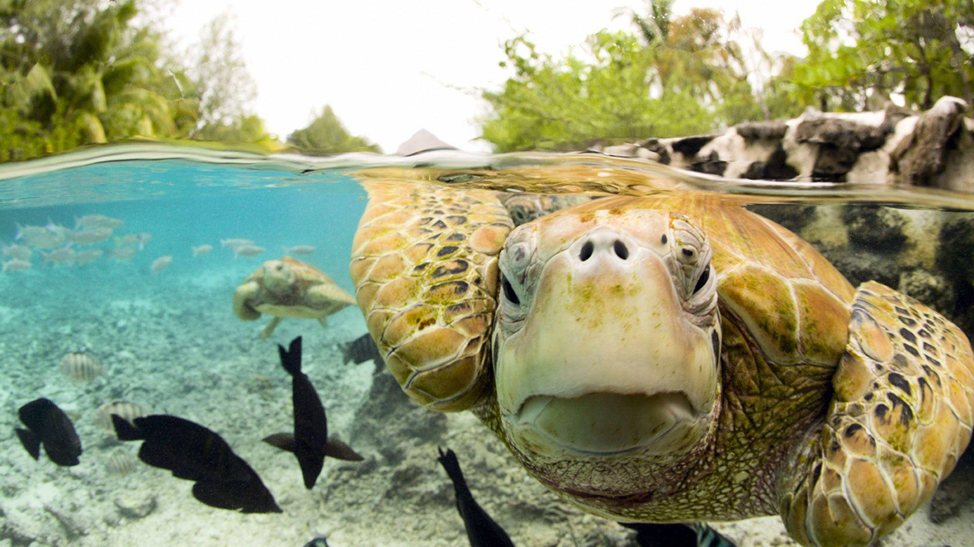 Cute Turtle Wallpaper