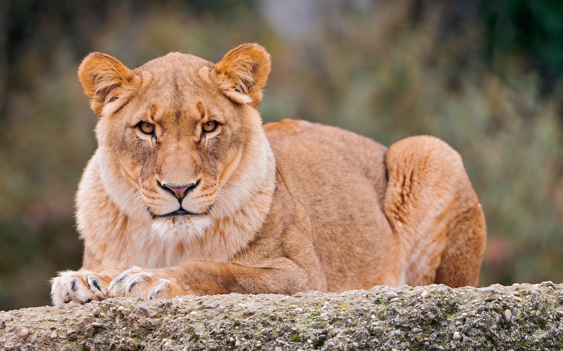 Lying Lioness Looking At You Wallpaper