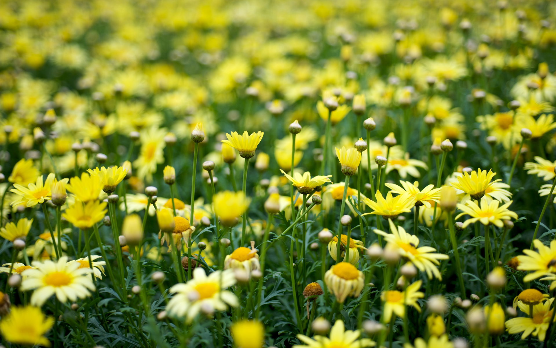 Yellow Flowers Wallpaper