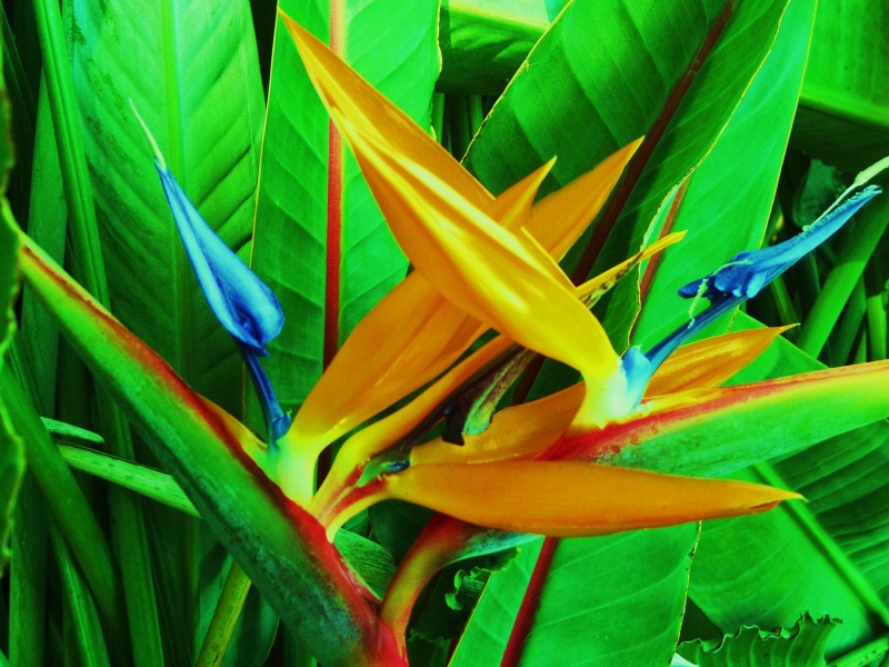 gardening bird of paradise flowers photo hd wallpaper Car Pictures