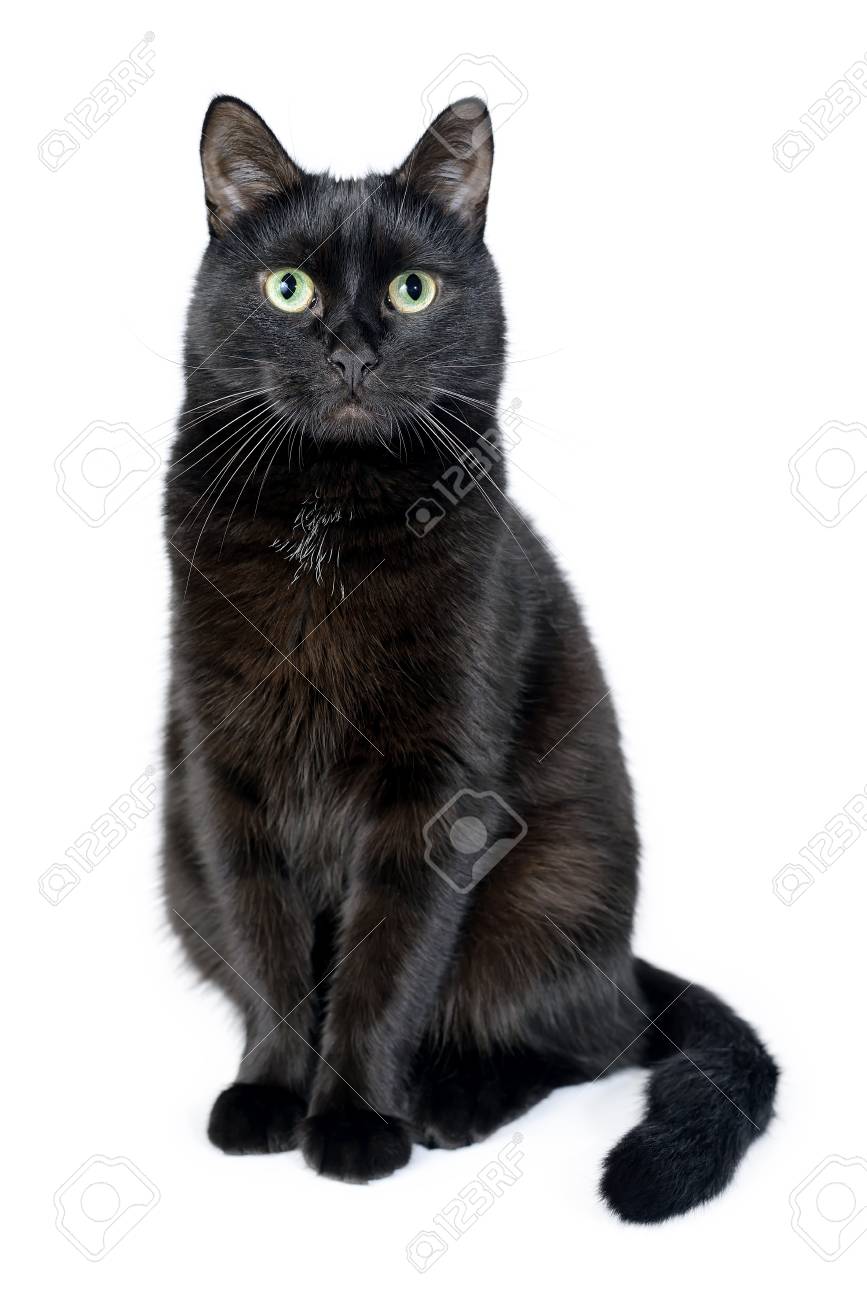 Portrait Of A Young Black Cat Sitting On White Background