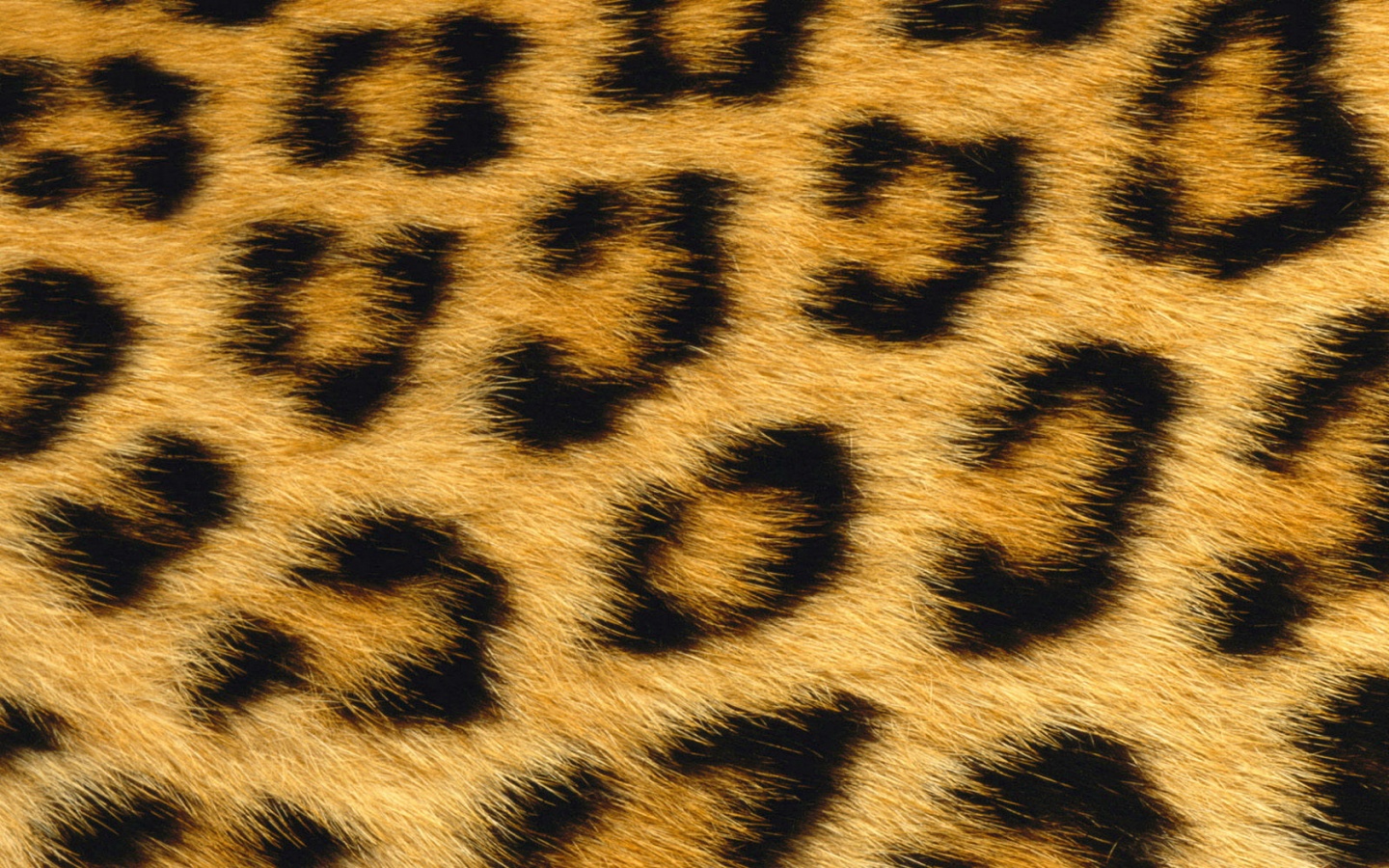 De Tiger Leopard Huid Wallpaper