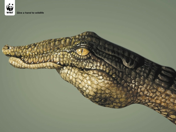 Fund Reptiles World Wildlife Wallpaper