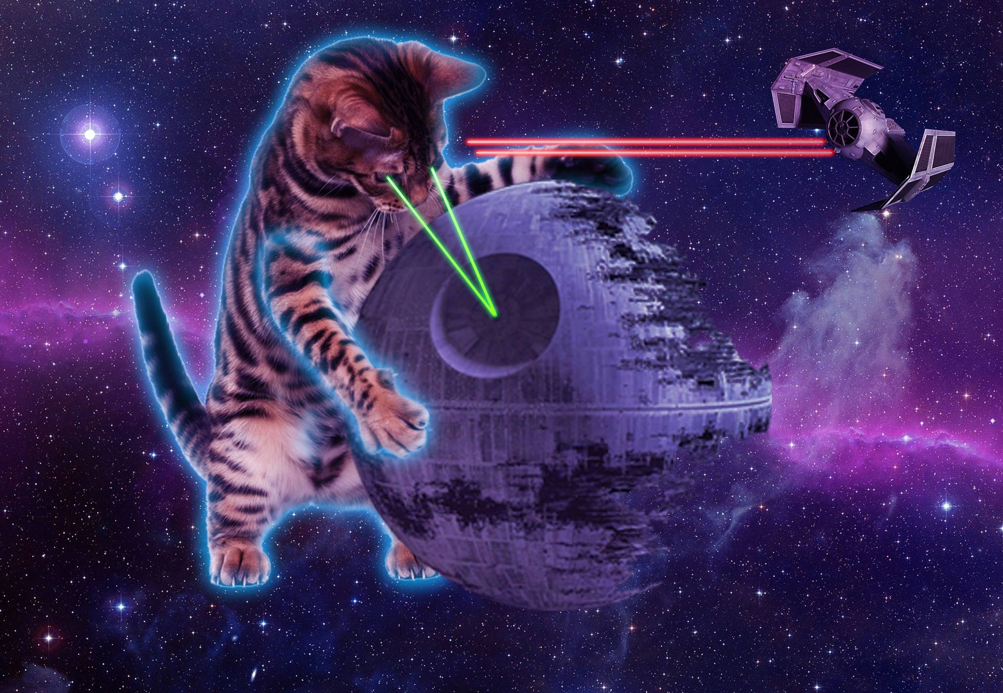 Free download 45 Space Kitty Wallpapers Download at WallpaperBro [2040x1409] for your Desktop