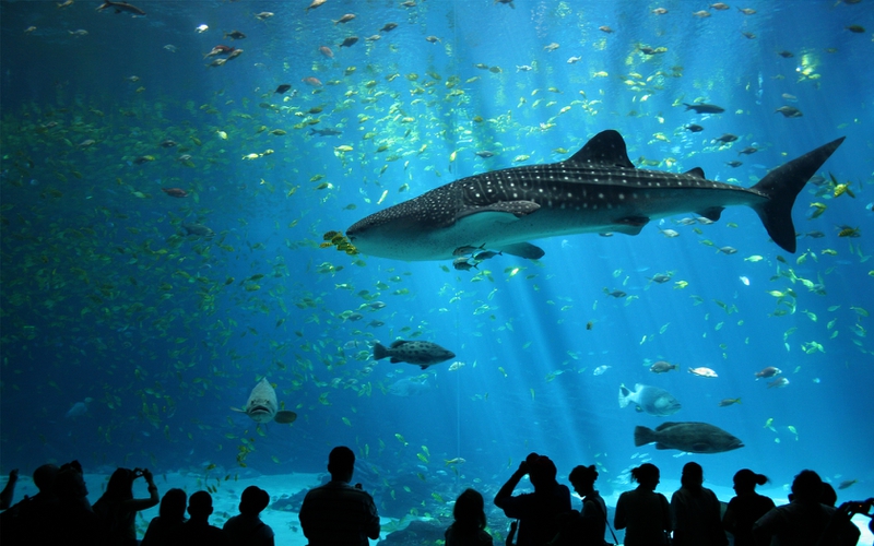 sea fish sharks aquarium 1680x1050 wallpaper Animals Fish HD 800x500