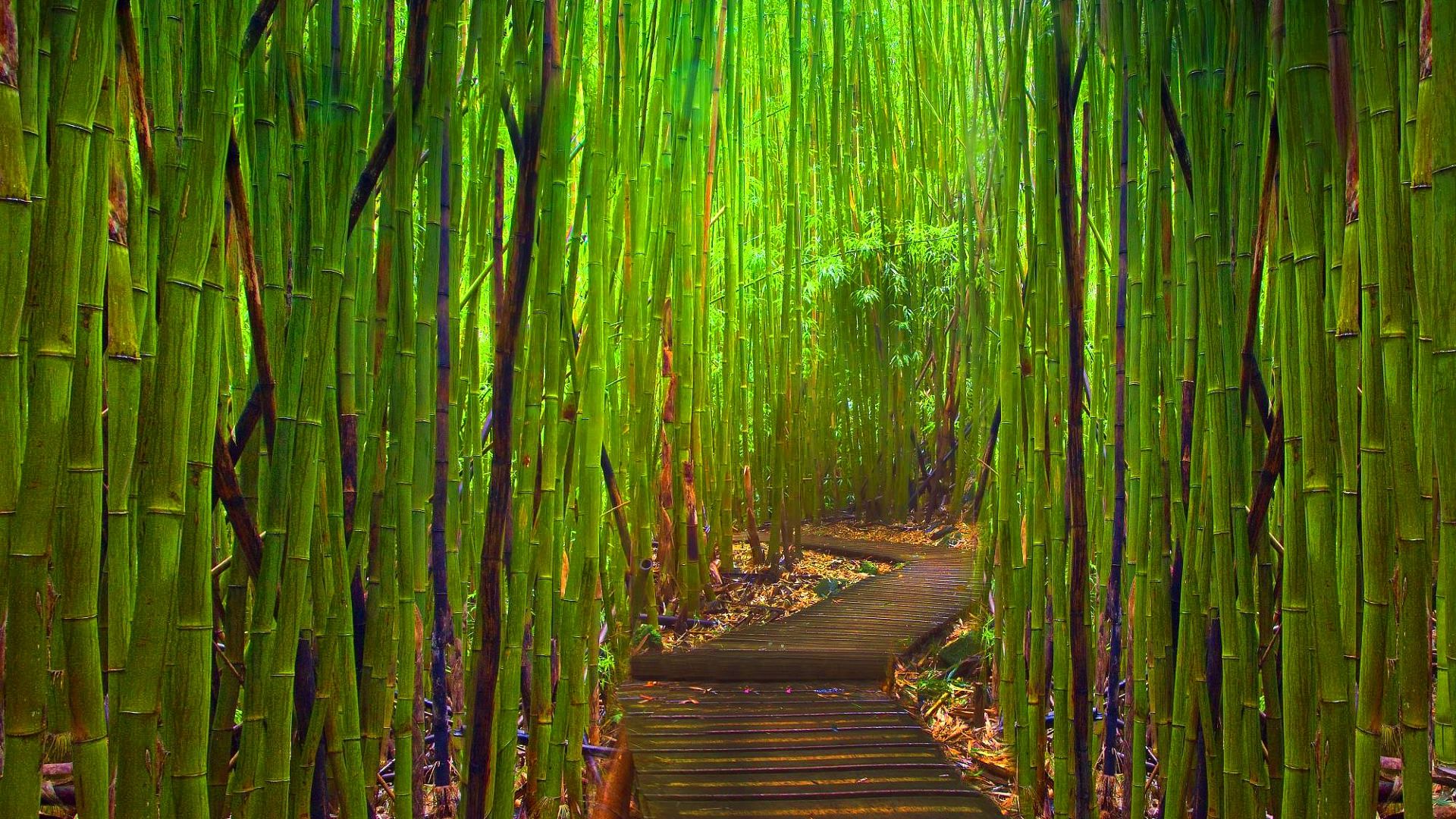Bamboo HD Wallpaper Properties
