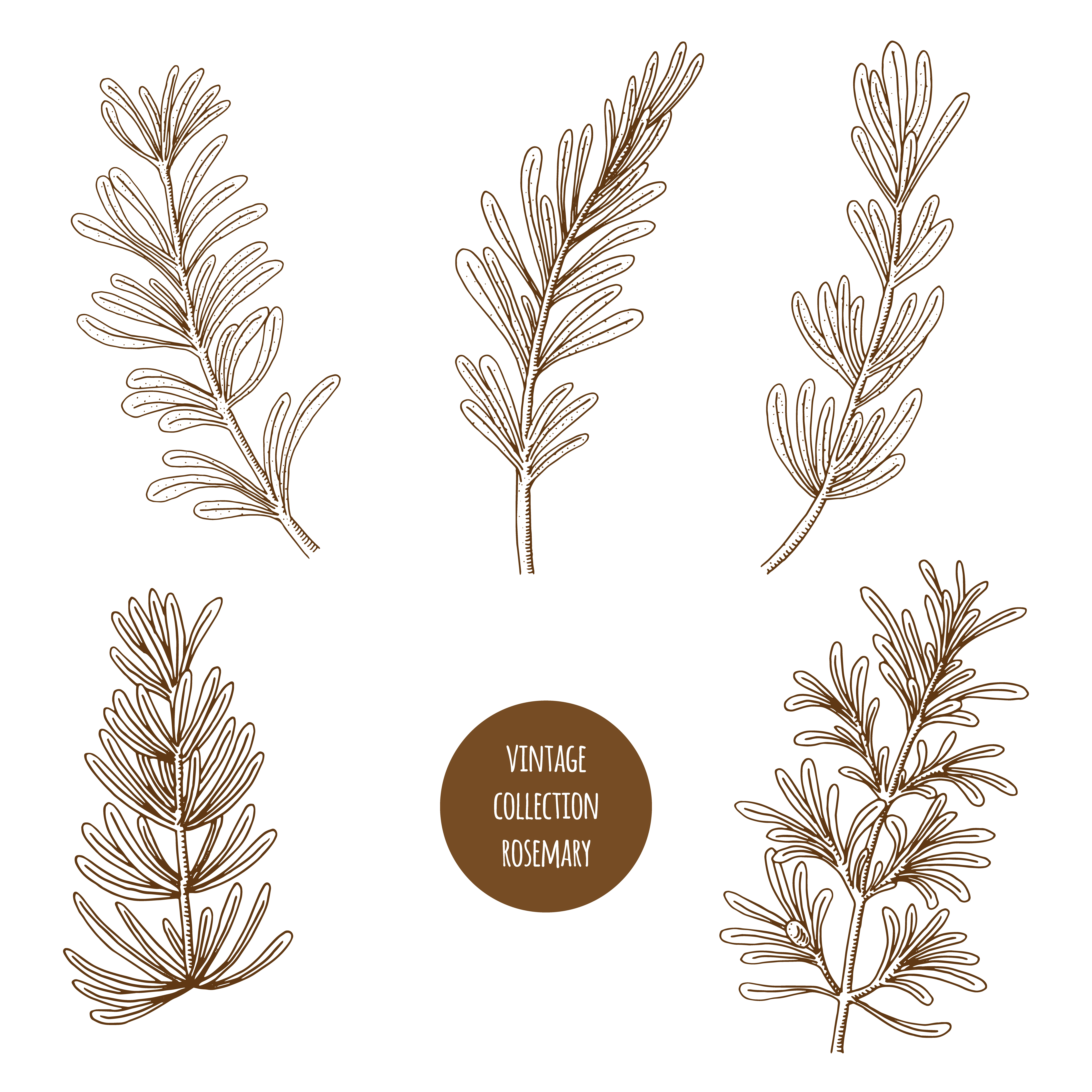 Rosemary Hand Drawn Set Of Cosmetic Herbs And Plants Isolated On