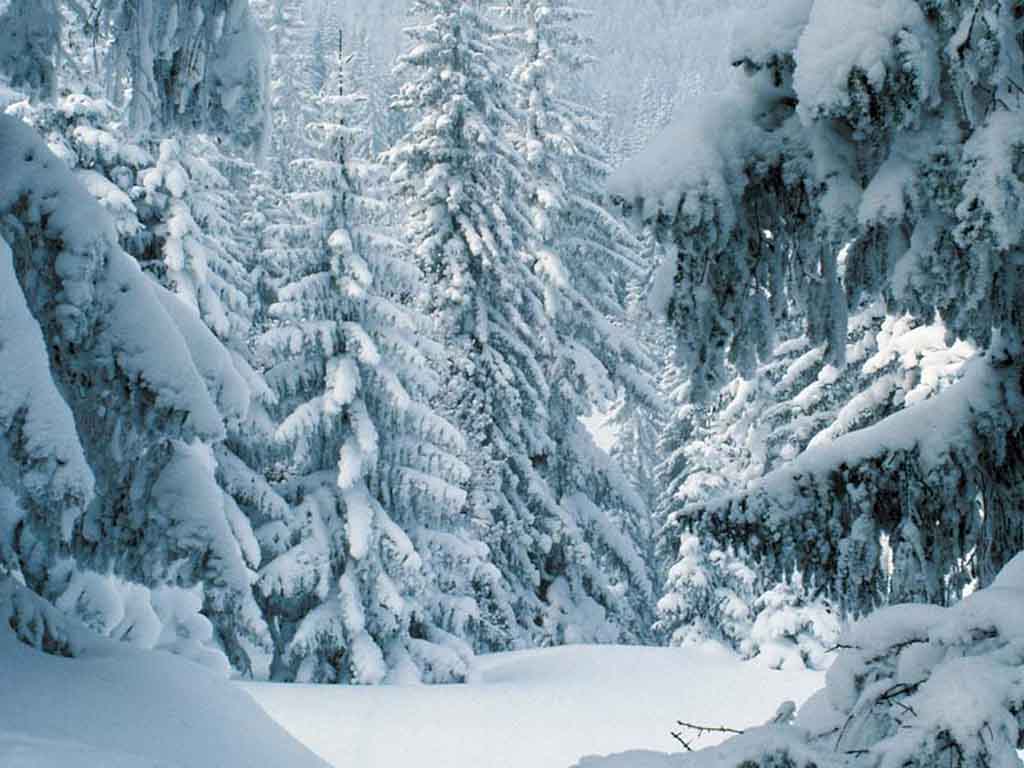 Snow Forest Wallpaper HD In Nature Imageci