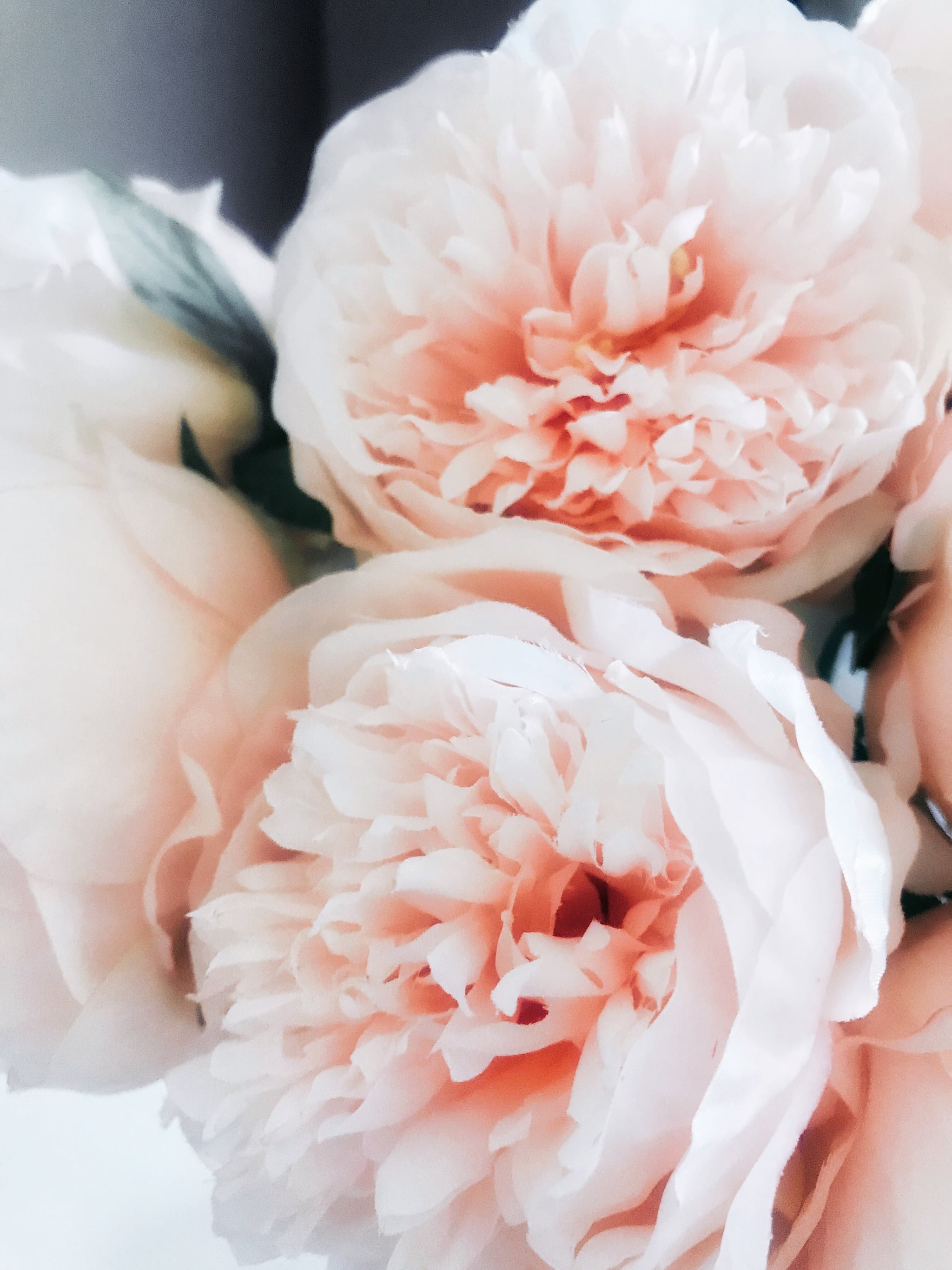 Pink Peonies iPhone Wallpaper The Most Romantic Sweet and 2048x2731