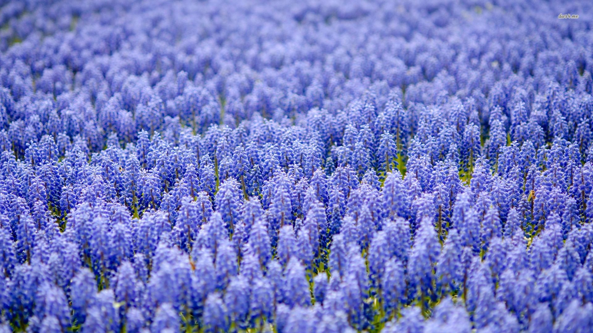 Field Of Grape Hyacinth Wallpaper Flower