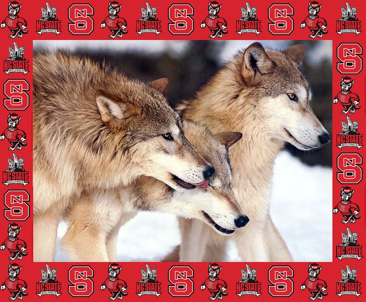 Wolfpack With Nc State Border Desktop Background