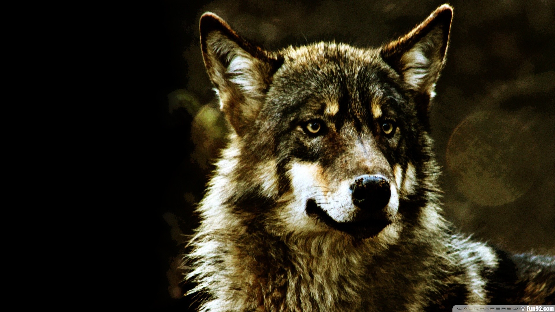 Wild Wolf Wallpaper   image 2
