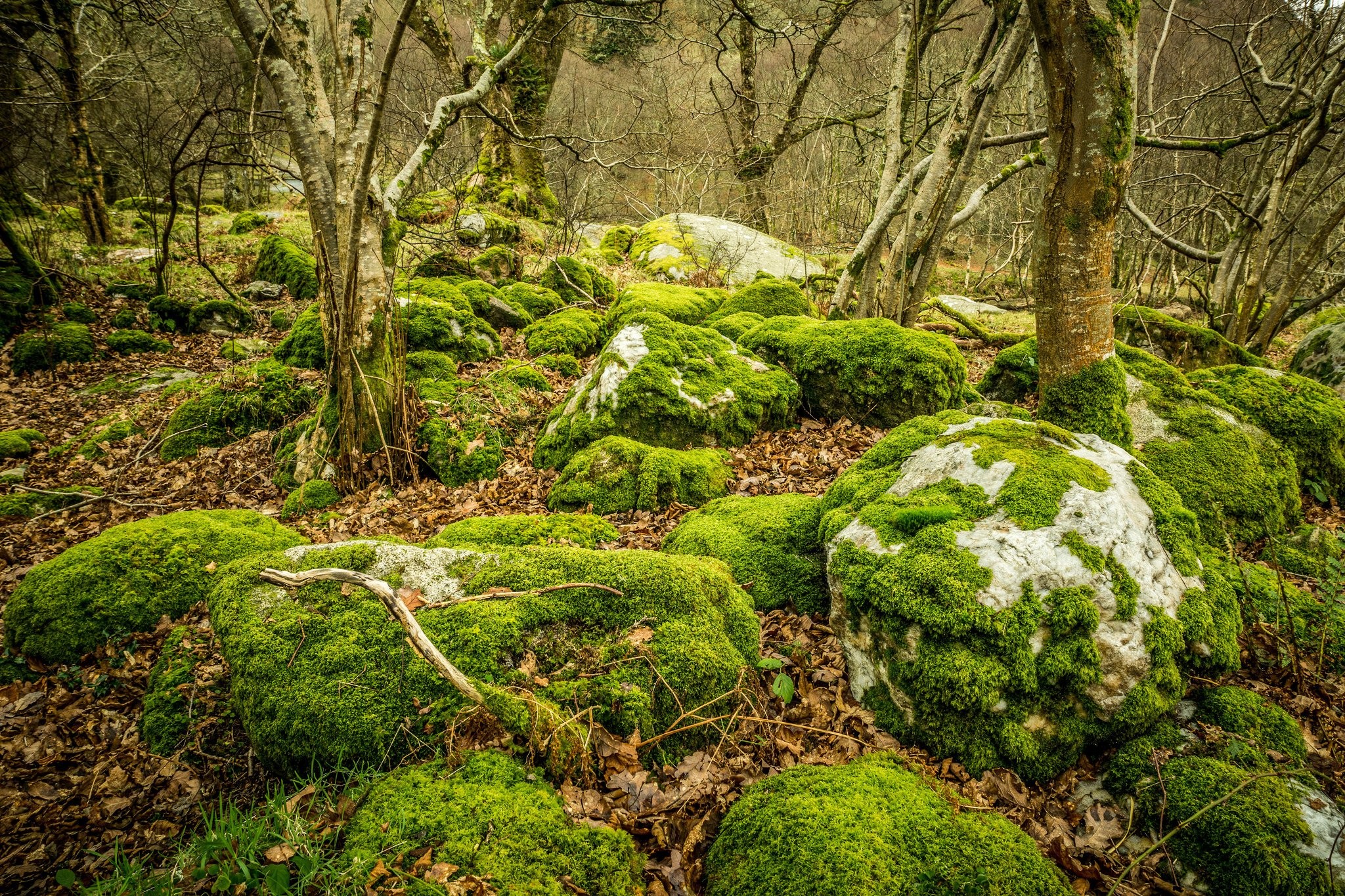 HD Wallpaper Landscape Forest Desktop Glendalough