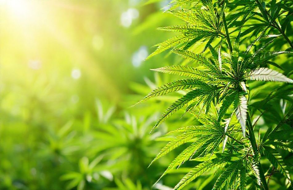 Weed Wallpaper