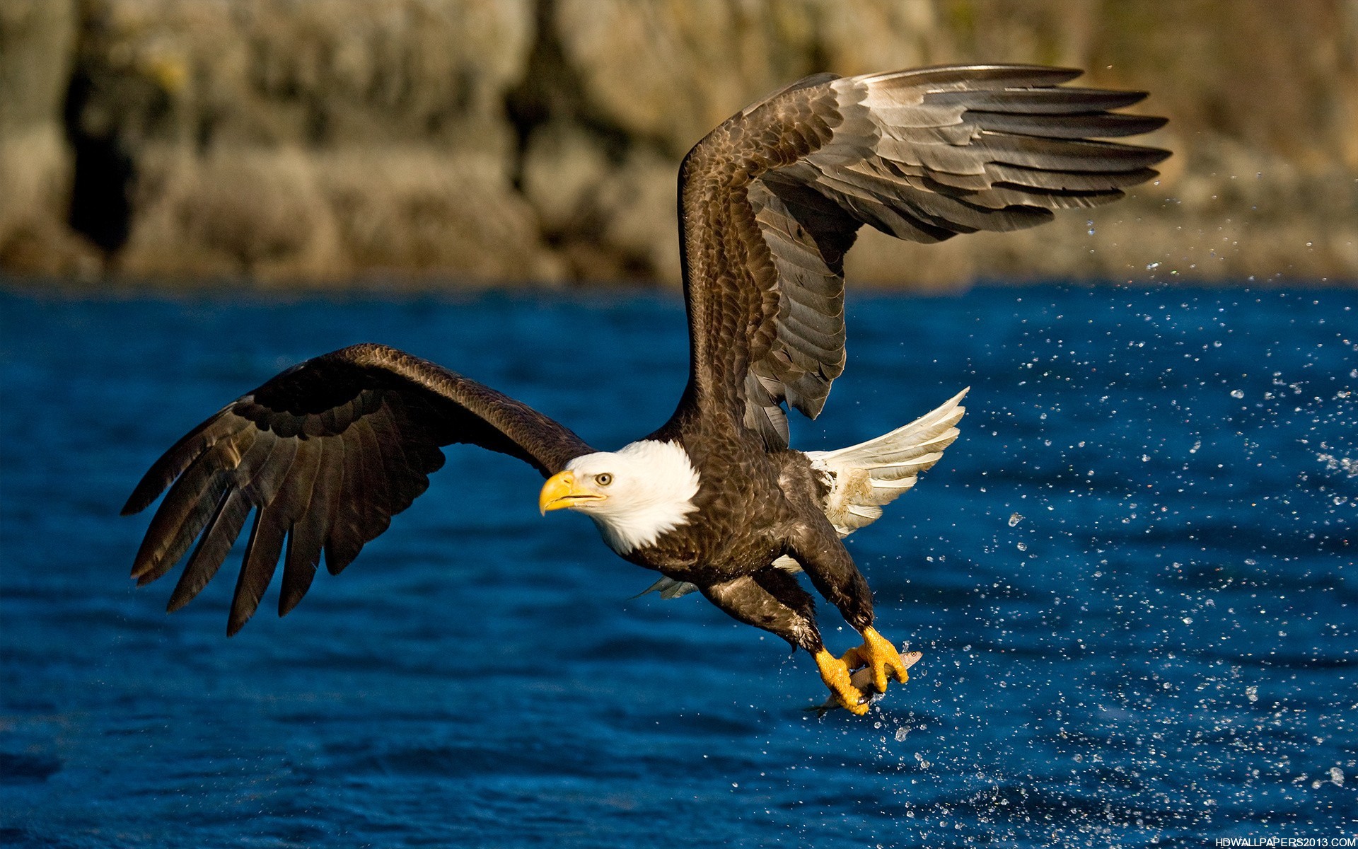 Eagle Flying Wallpaper High Definition Wallpapers High