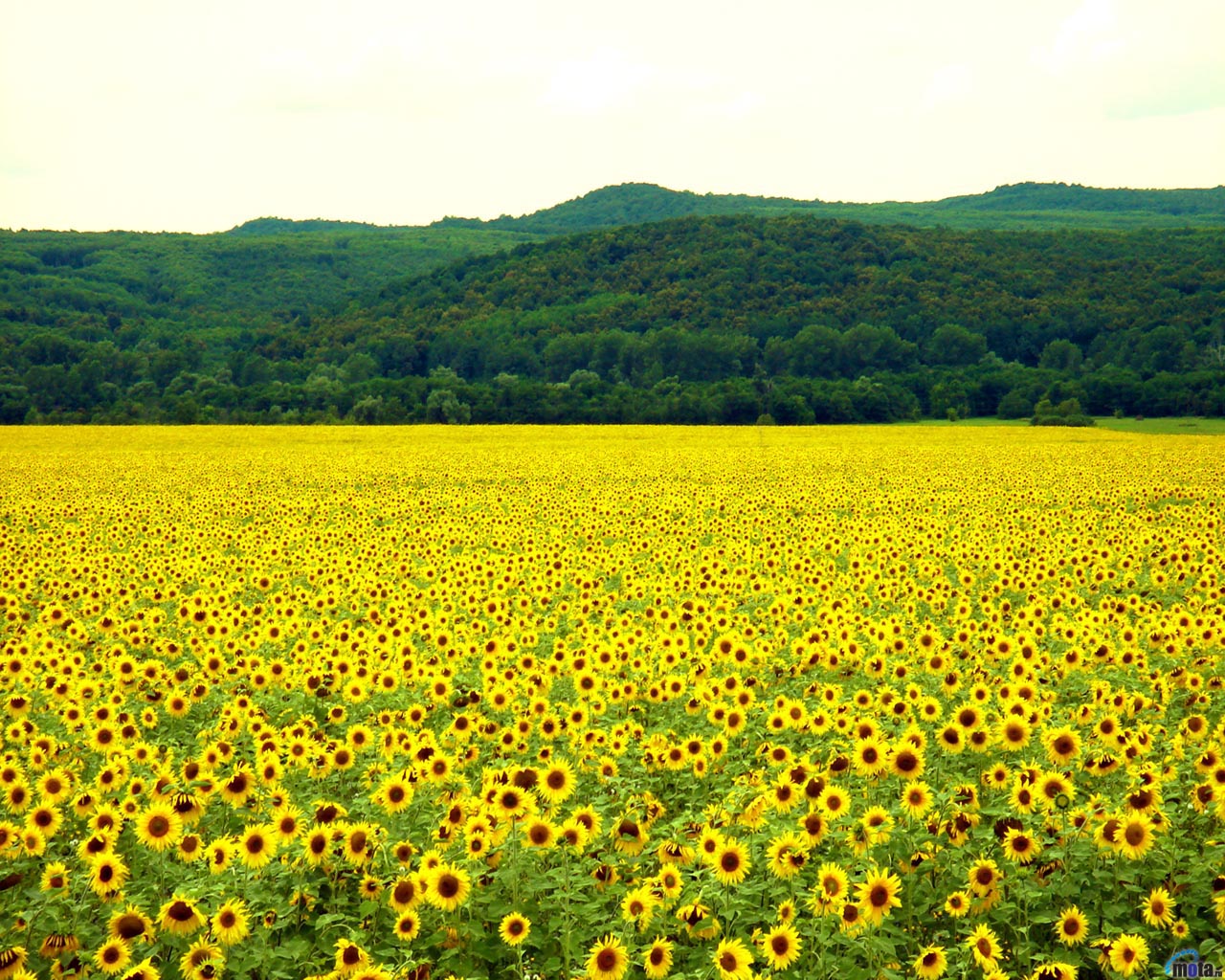 Wallpaper Yellow Sunflower Field