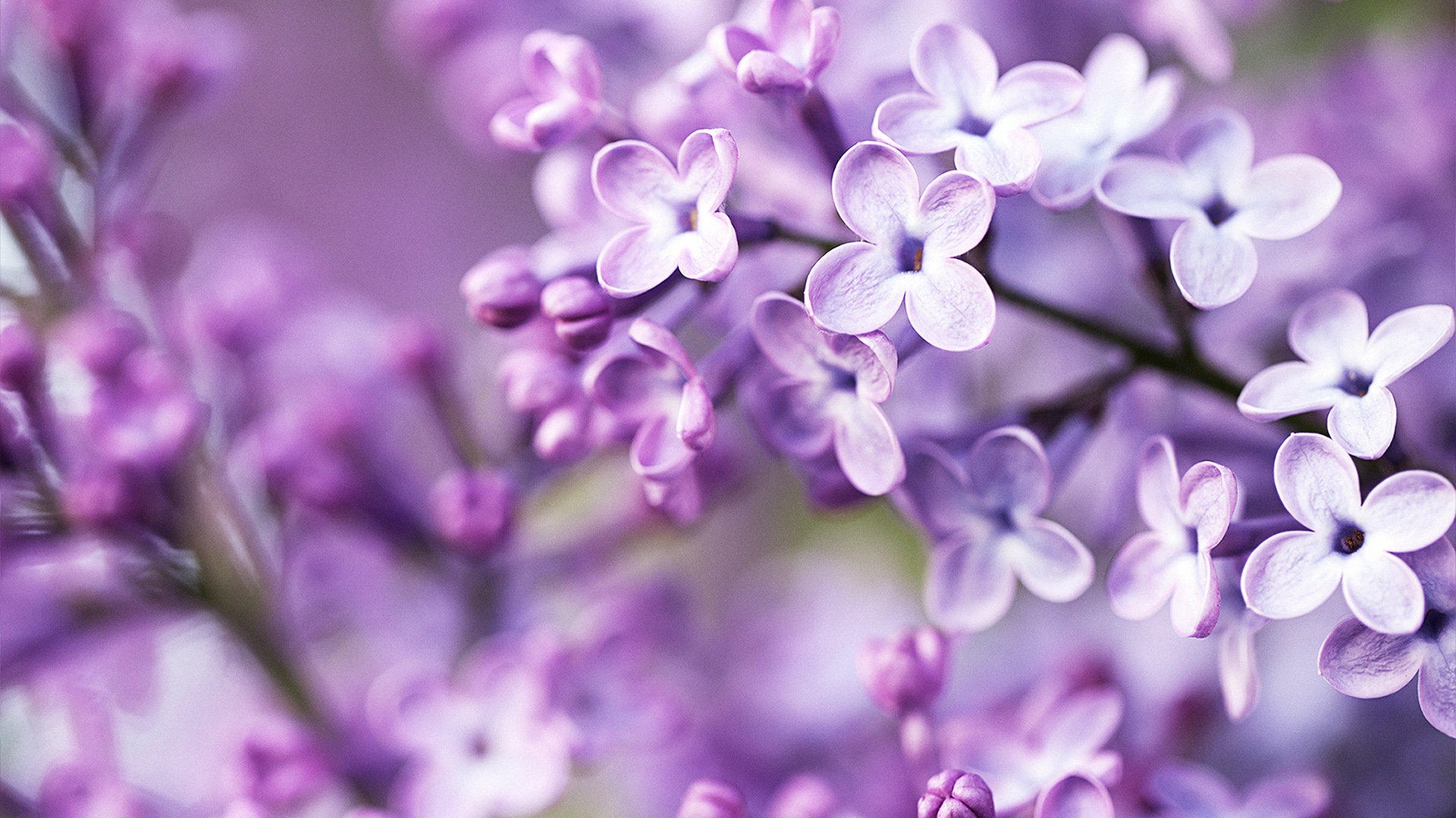 Lilac bloom purple blurry background Wallpaper Desktop Wallpapers