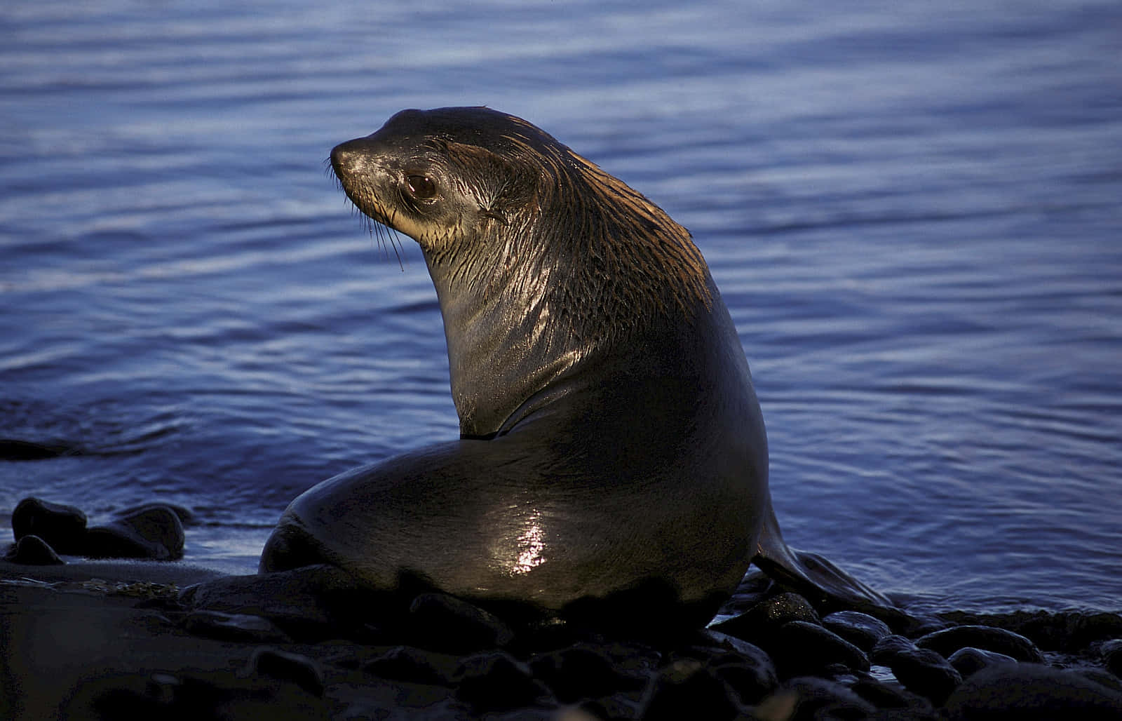 Southern Fur Seal Restingon Shoreline Wallpaper