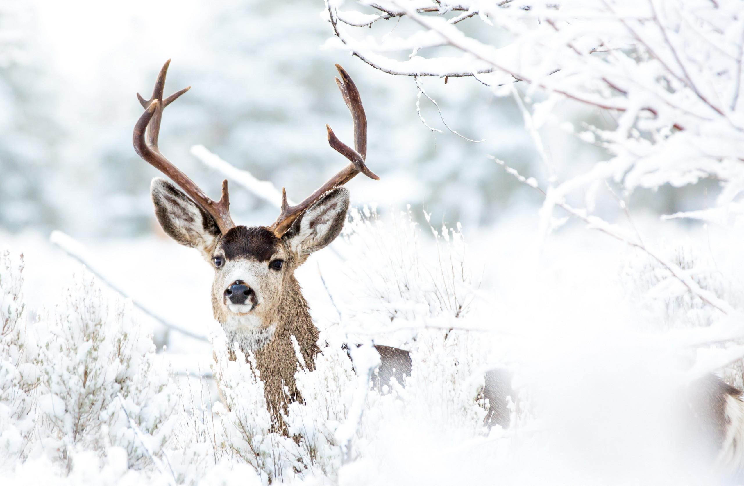 Winter Deer Wallpaper Top Background