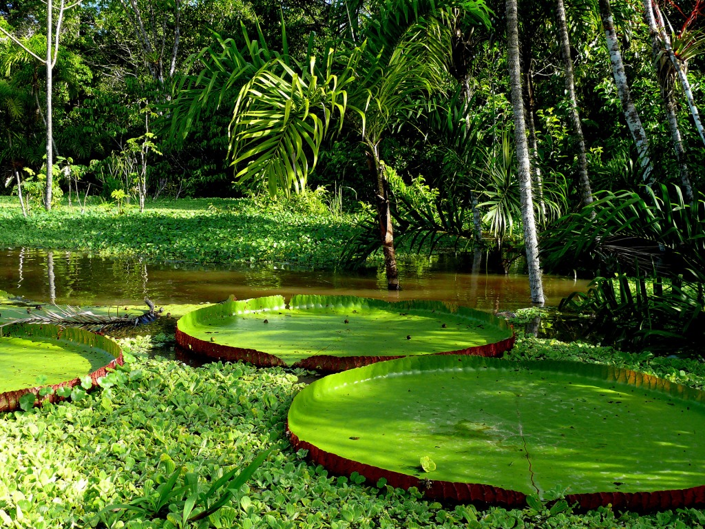 Amazon Rainforest Galahotels