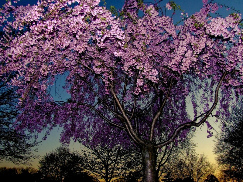 Bohemian Puter Wallpaper Twilight Tree