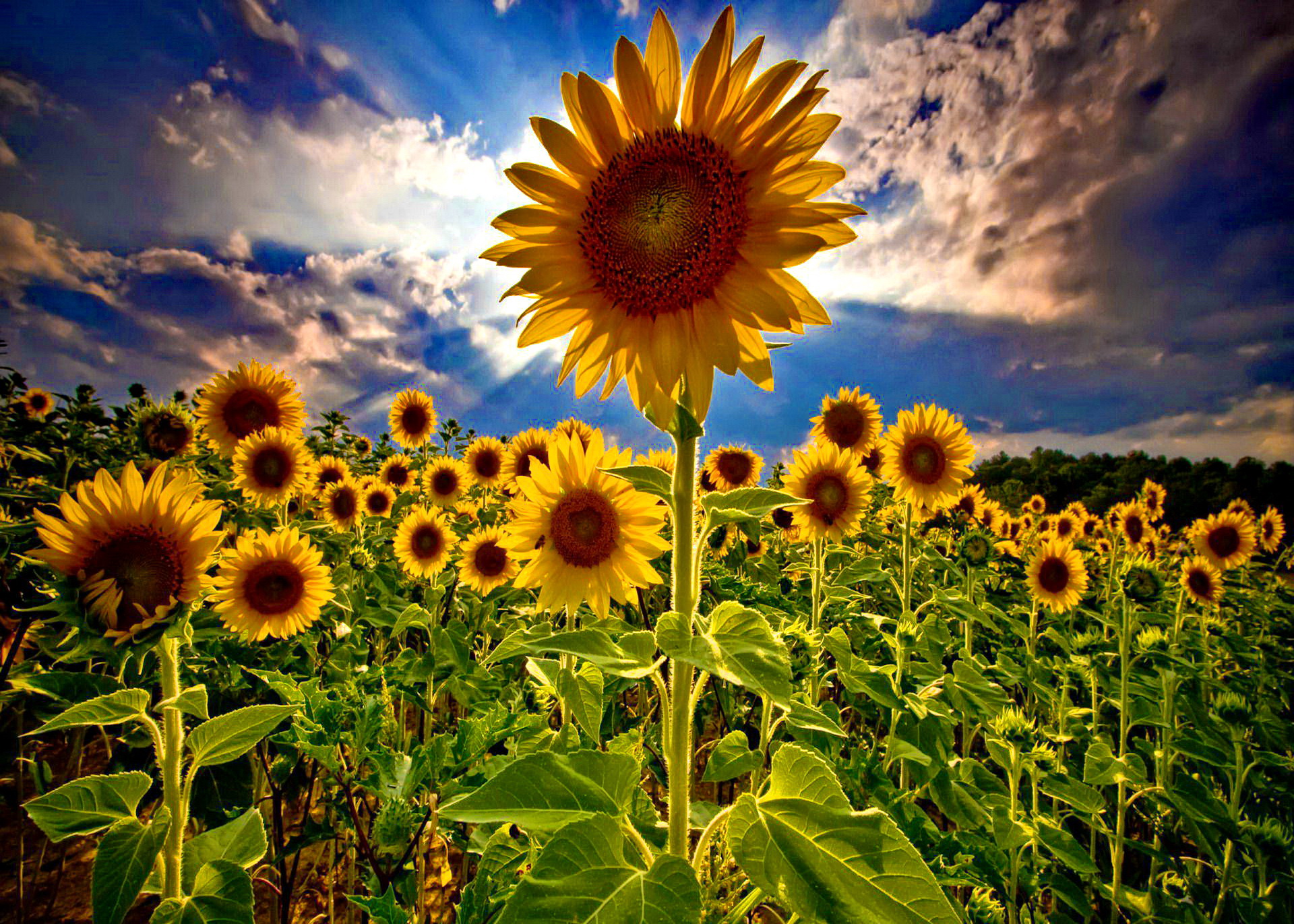 Free Download Field Of Sunflowers Wallpaper By janetf WallpaperSafari Free Download Field Of Sunflowers Wallpaper By janetf WallpaperSafari