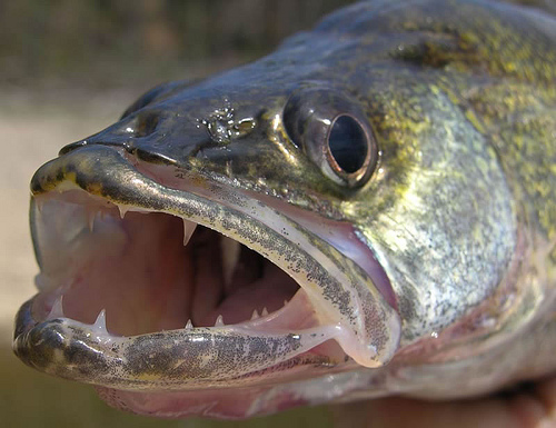 Walleye Face Photo And Wallpaper Cute Pictures
