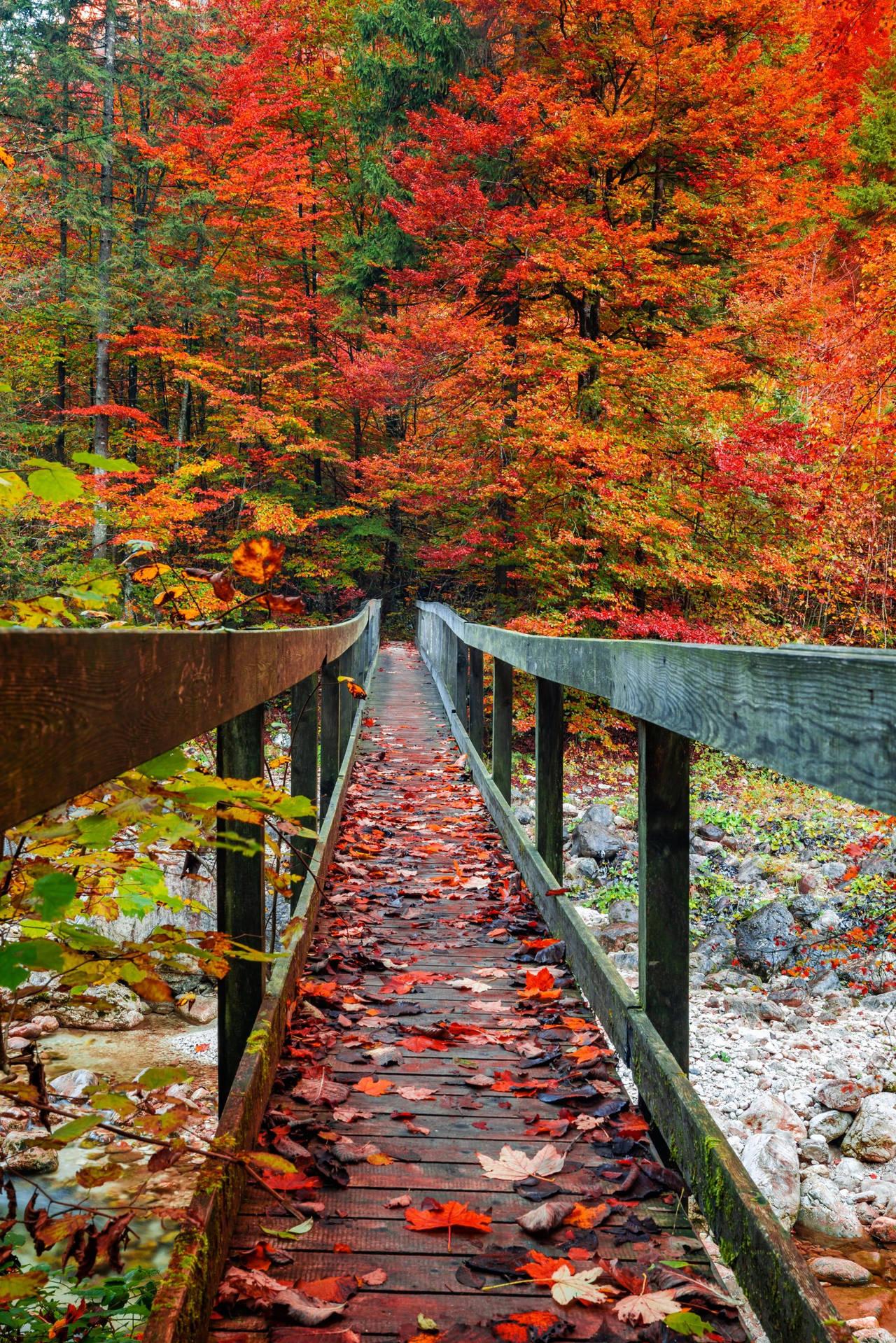 Fall Aesthetic iPhone Wallpaper