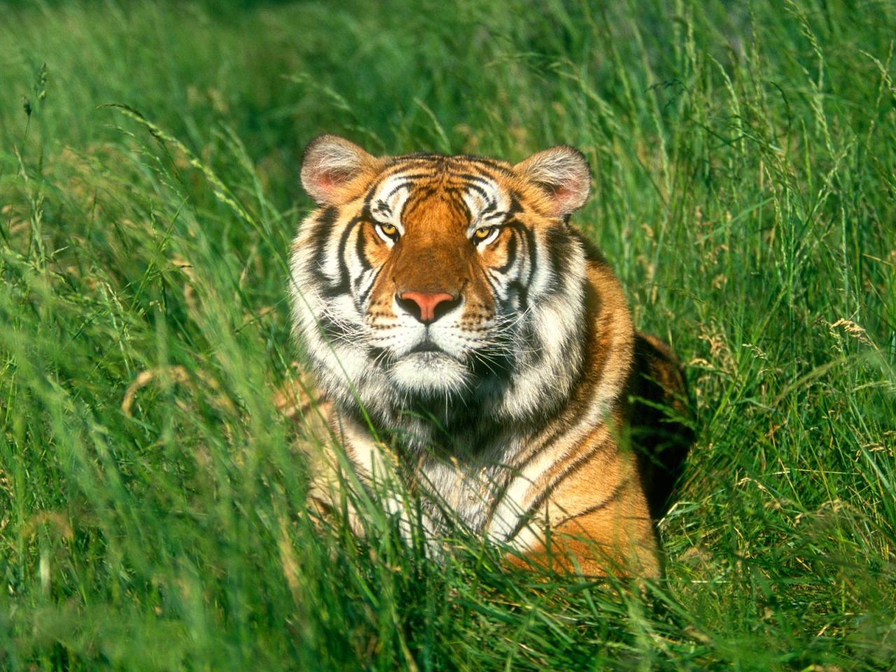 Sunbather Bengal Tiger Wallpaper Tigers Animals In Jpg
