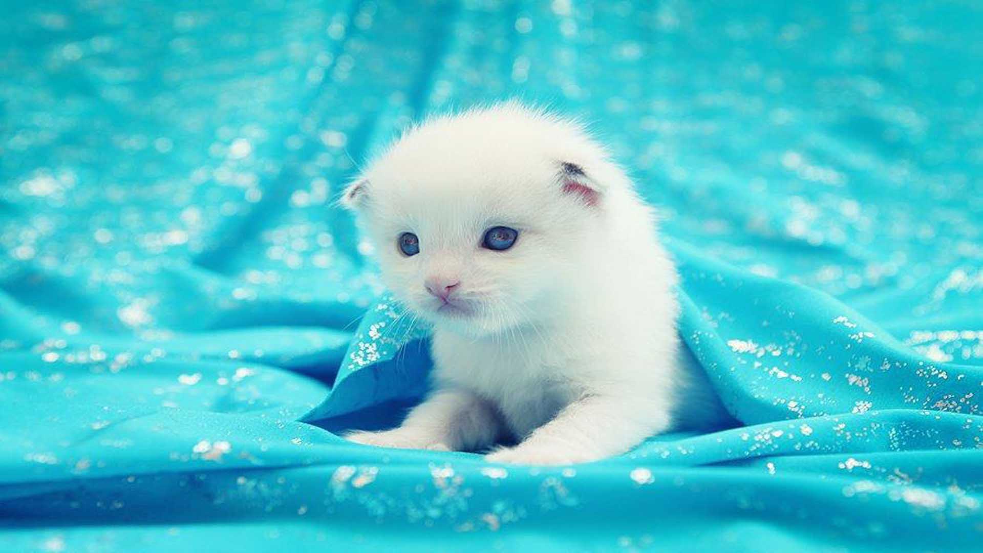 Cute Kitten Desktop Wallpaper Dreamlovewallpaper