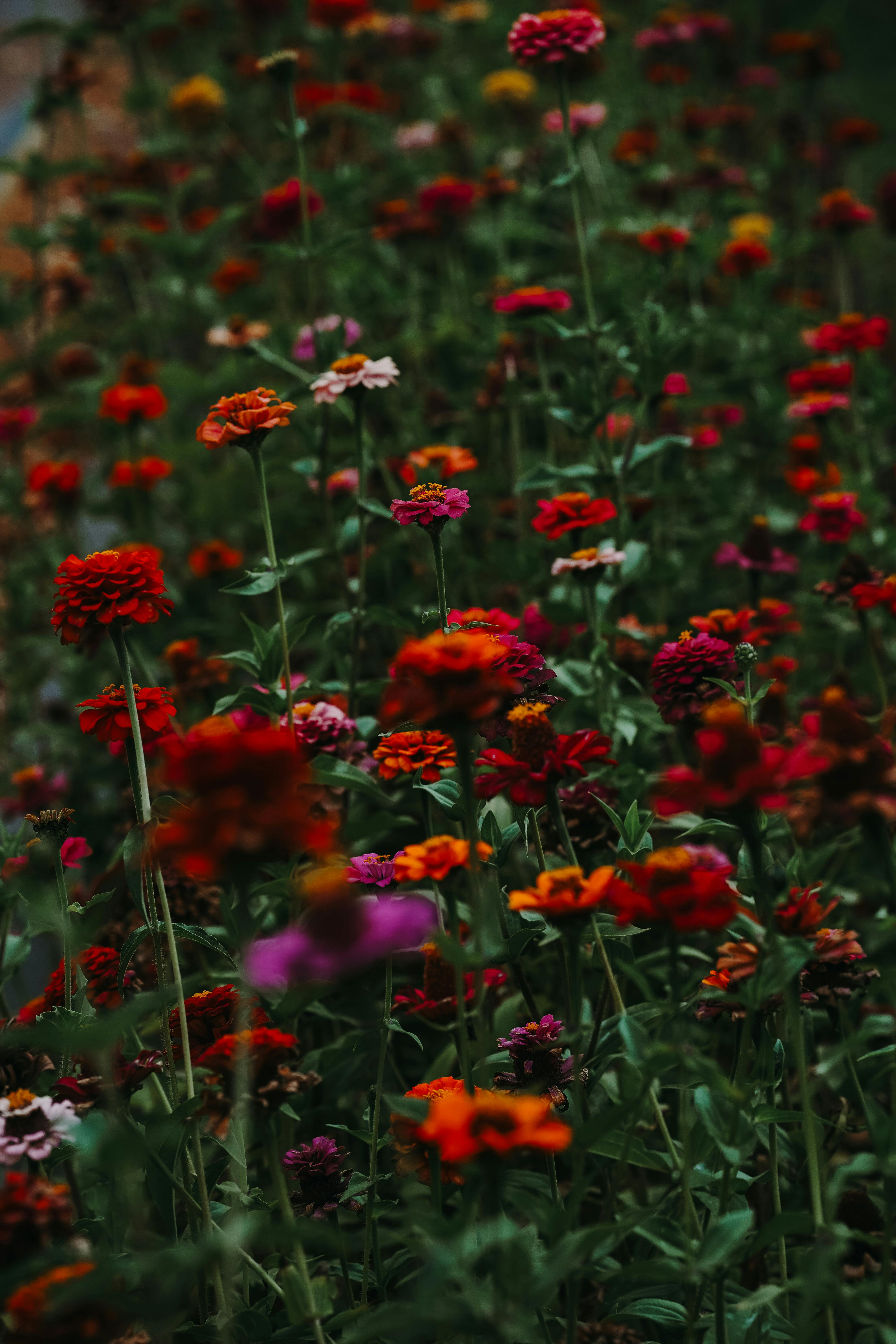 Wildflowers Wallpaper On