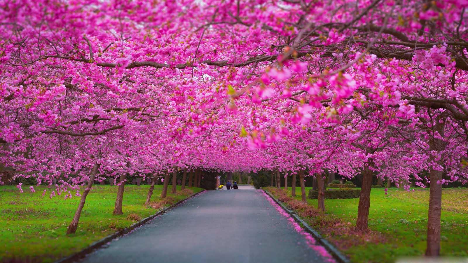 Spring Scenery Wallpaper Android Apps On Google Play