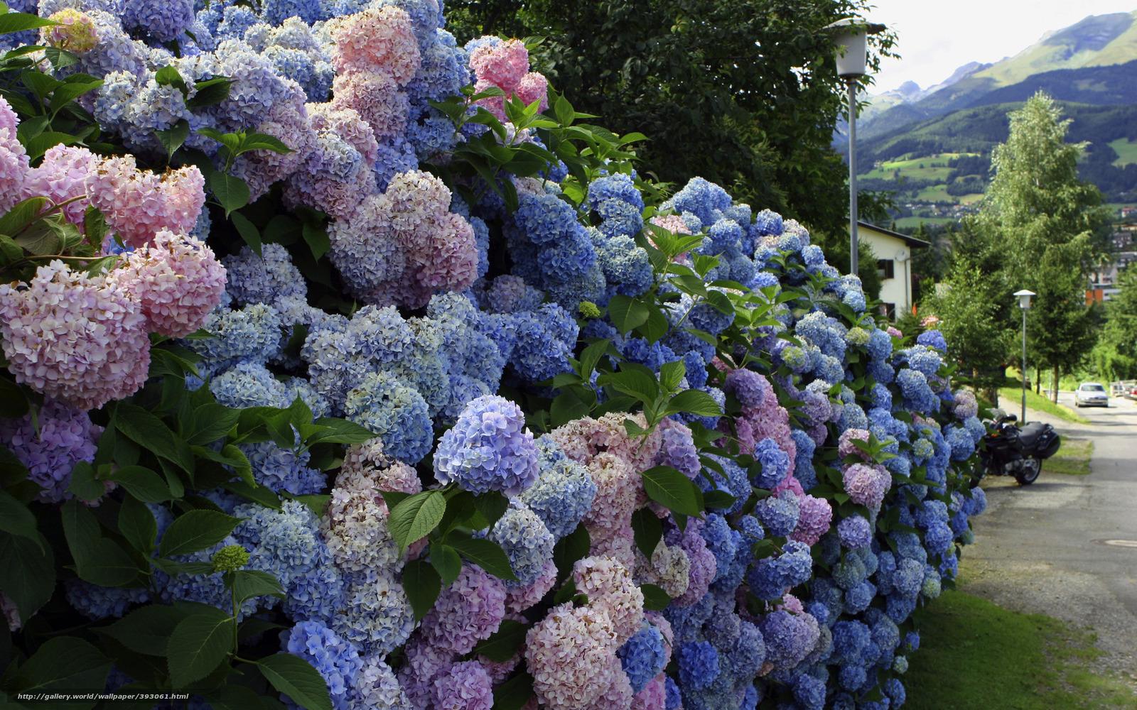 30000 Blue Hydrangea Pictures  Download Free Images on Unsplash