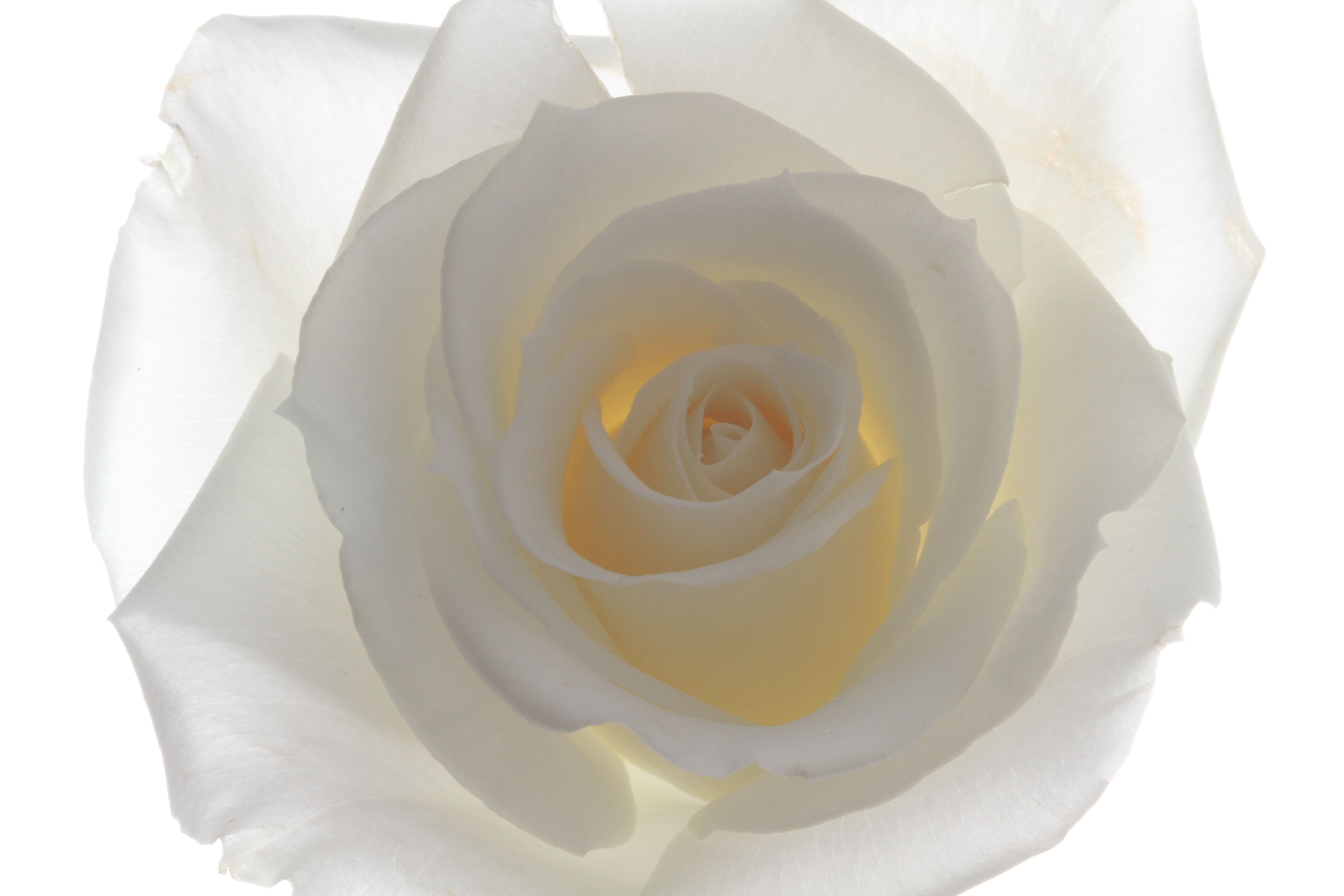 Focal Length White Rose backlit and against white background