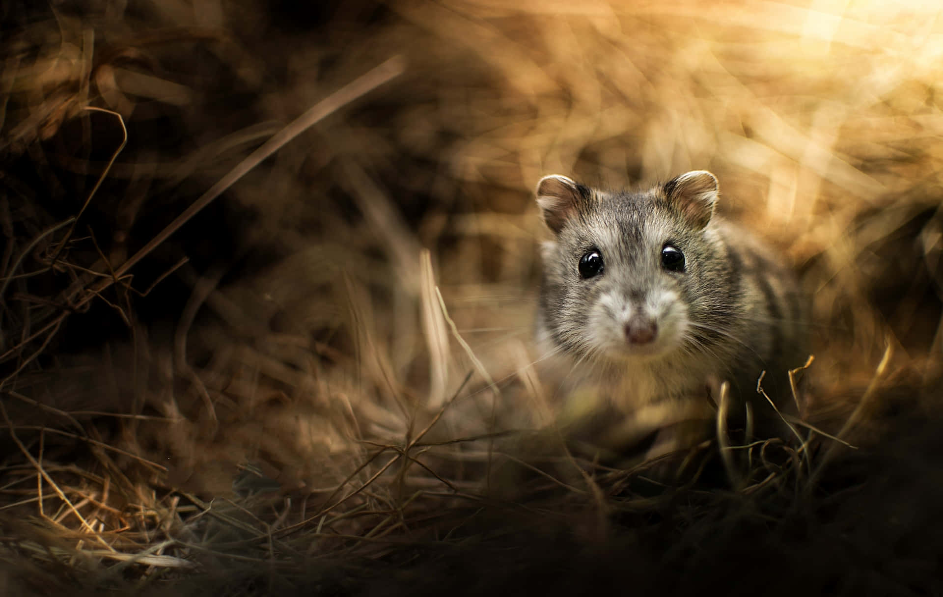 Hamster N37evhbw2tatf0sp Wallpaper