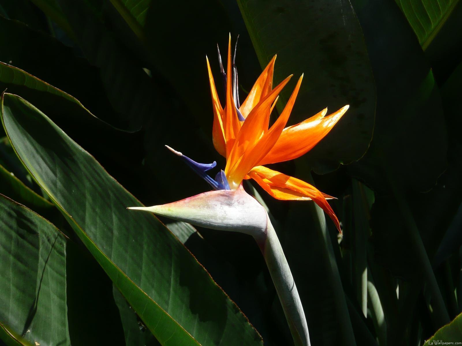 Wallpapers Birds Of Paradise