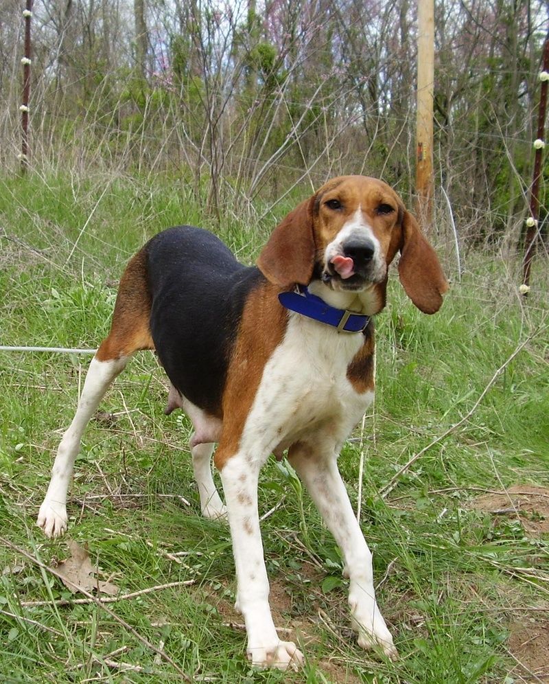Treeing Walker Couonhound Photo Funny Coonhound