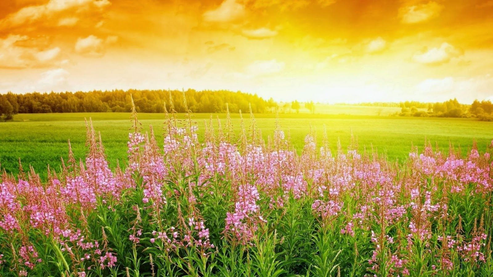 HD Laptop May Spring Background