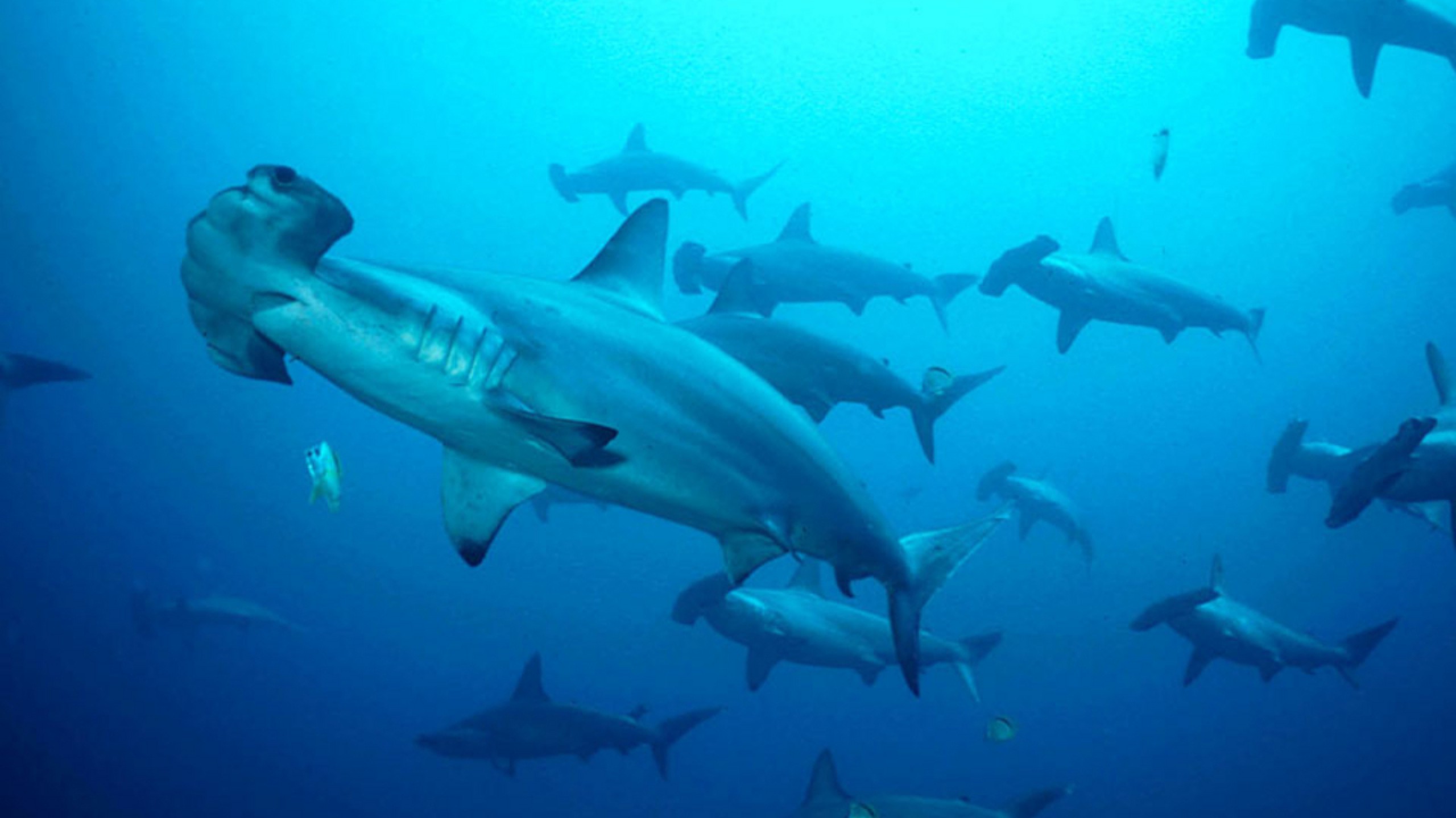 Desktop Shark HD Wallpaper