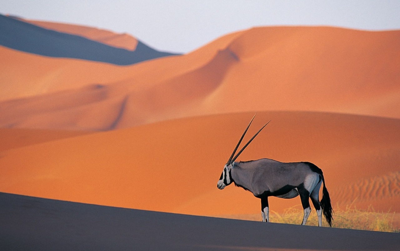 Oryx Antelope Wallpaper Stock Photos