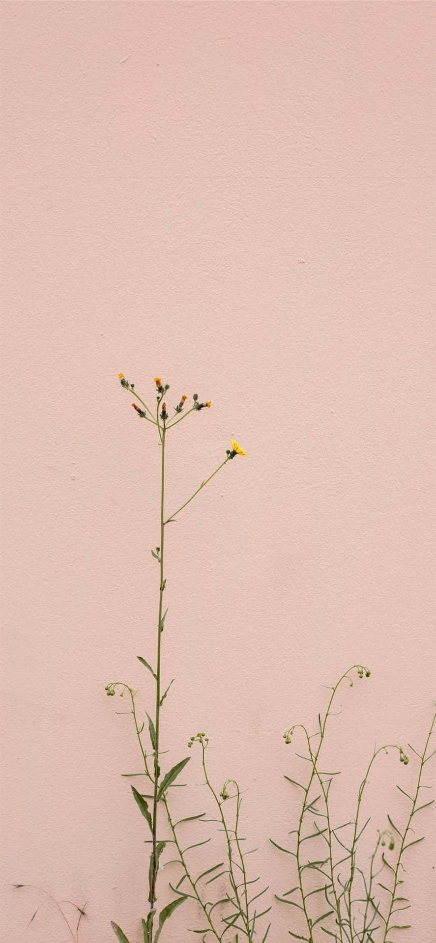 Minimalist Flower Aesthetic Wallpaper