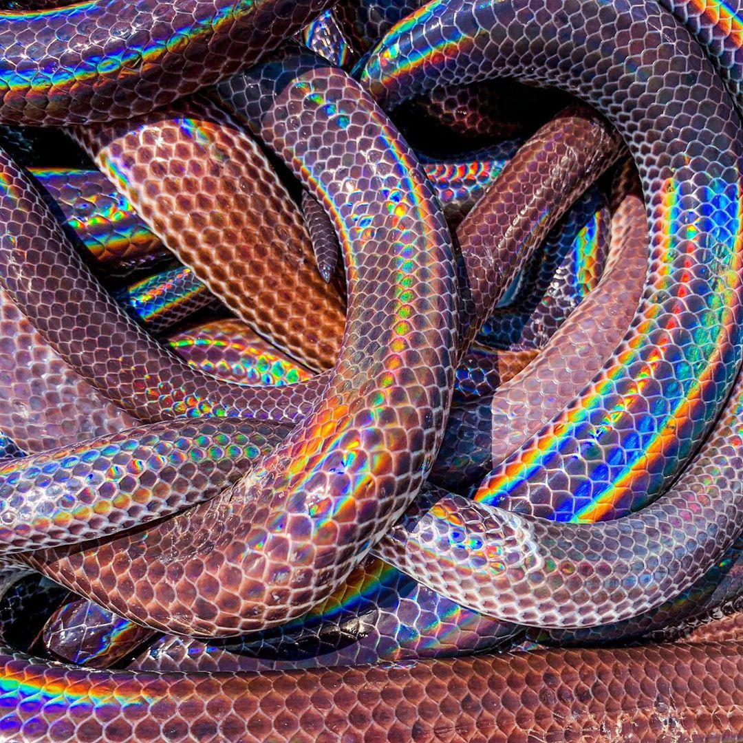 Sunbeam Snake Known for their highly iridescent scales Snake 1080x1080