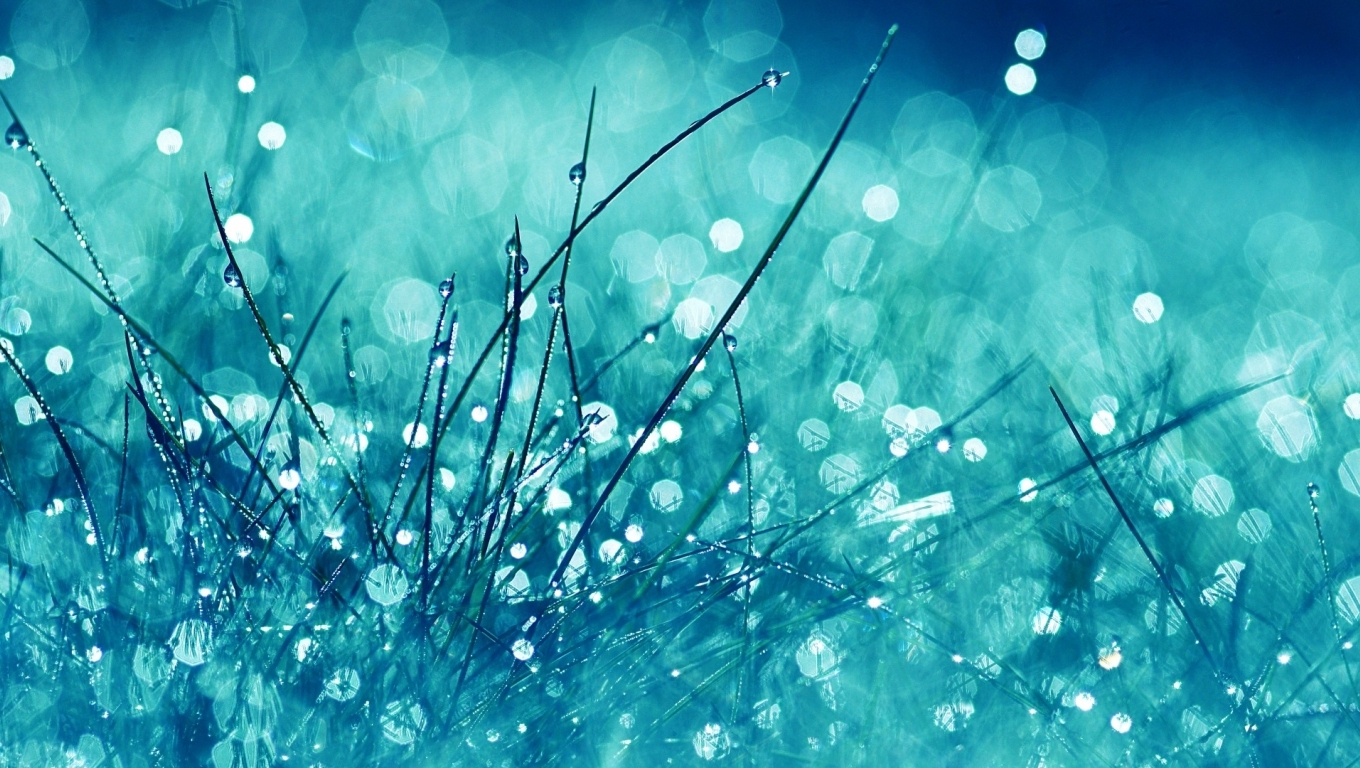 Waterdrops On Blue Grass HD Wallpaper