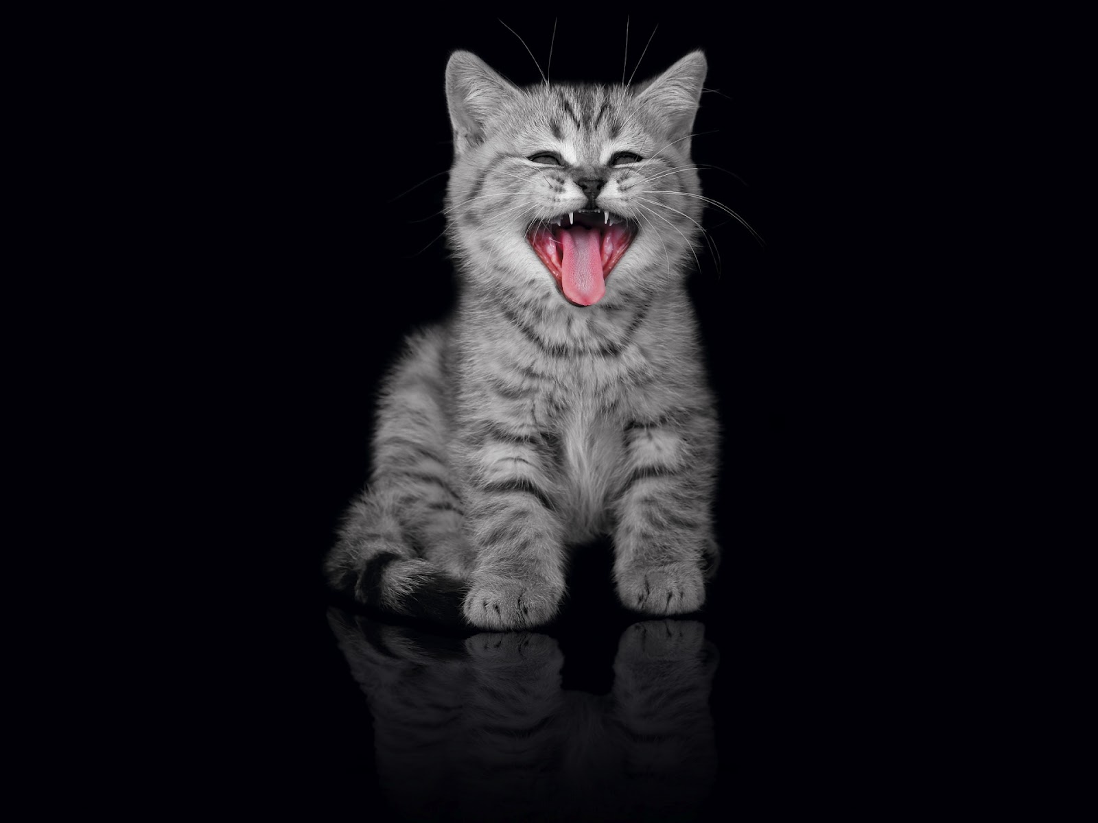  little cats Grey kitten with black background wallpaper 1920x1440 1600x1200