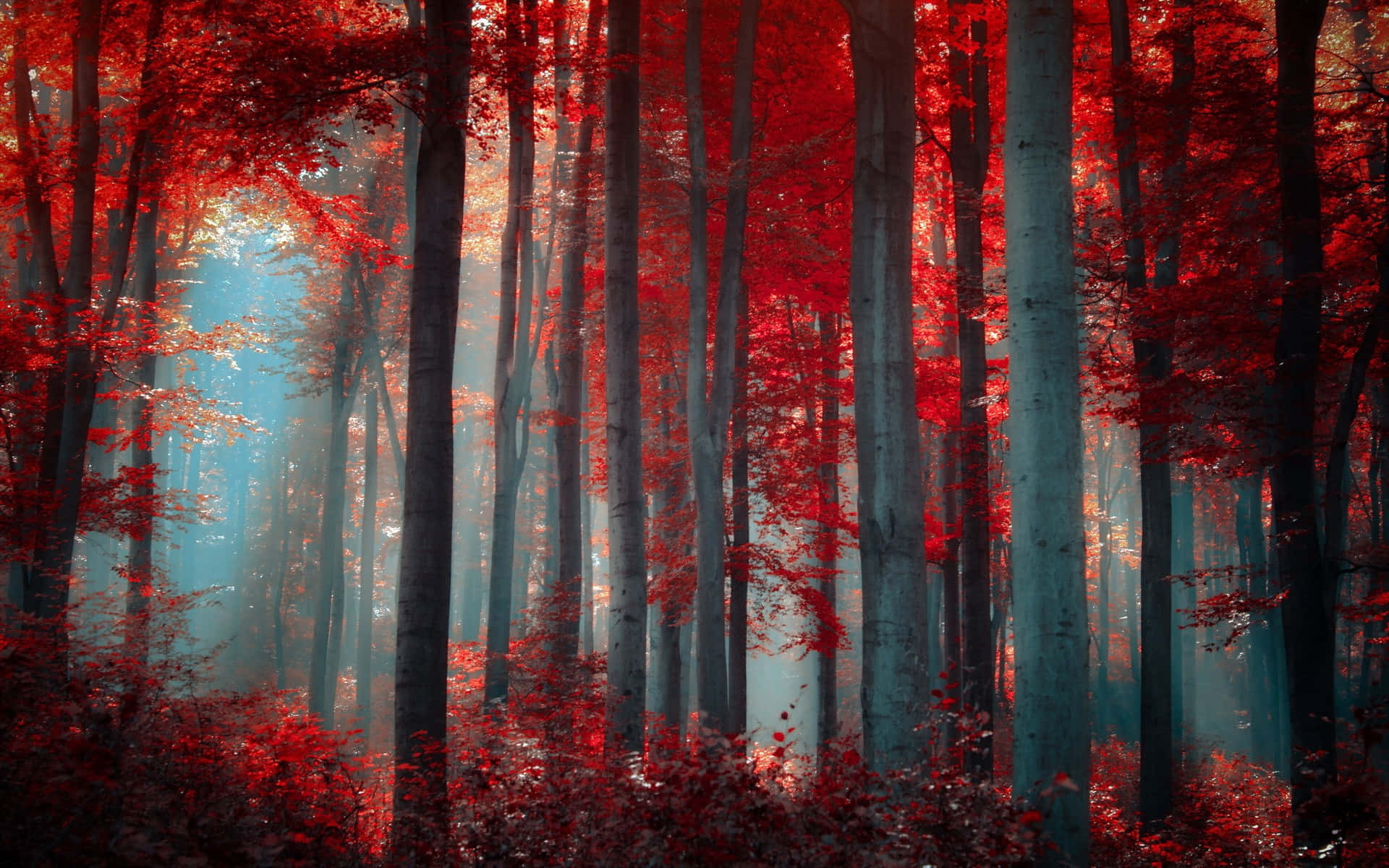Red Pc Wallpaper