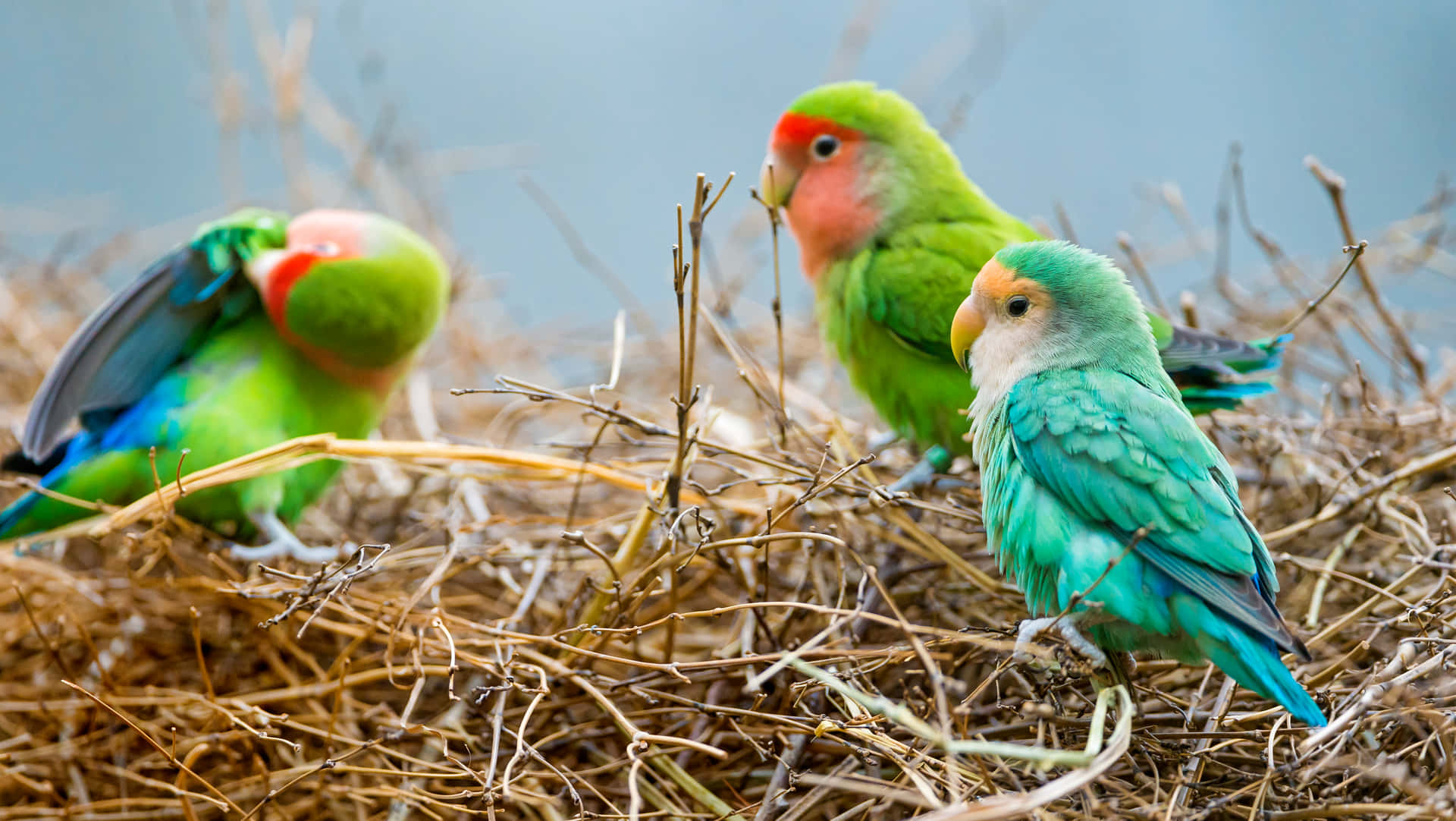 Aesthetic Animals Wallpaper
