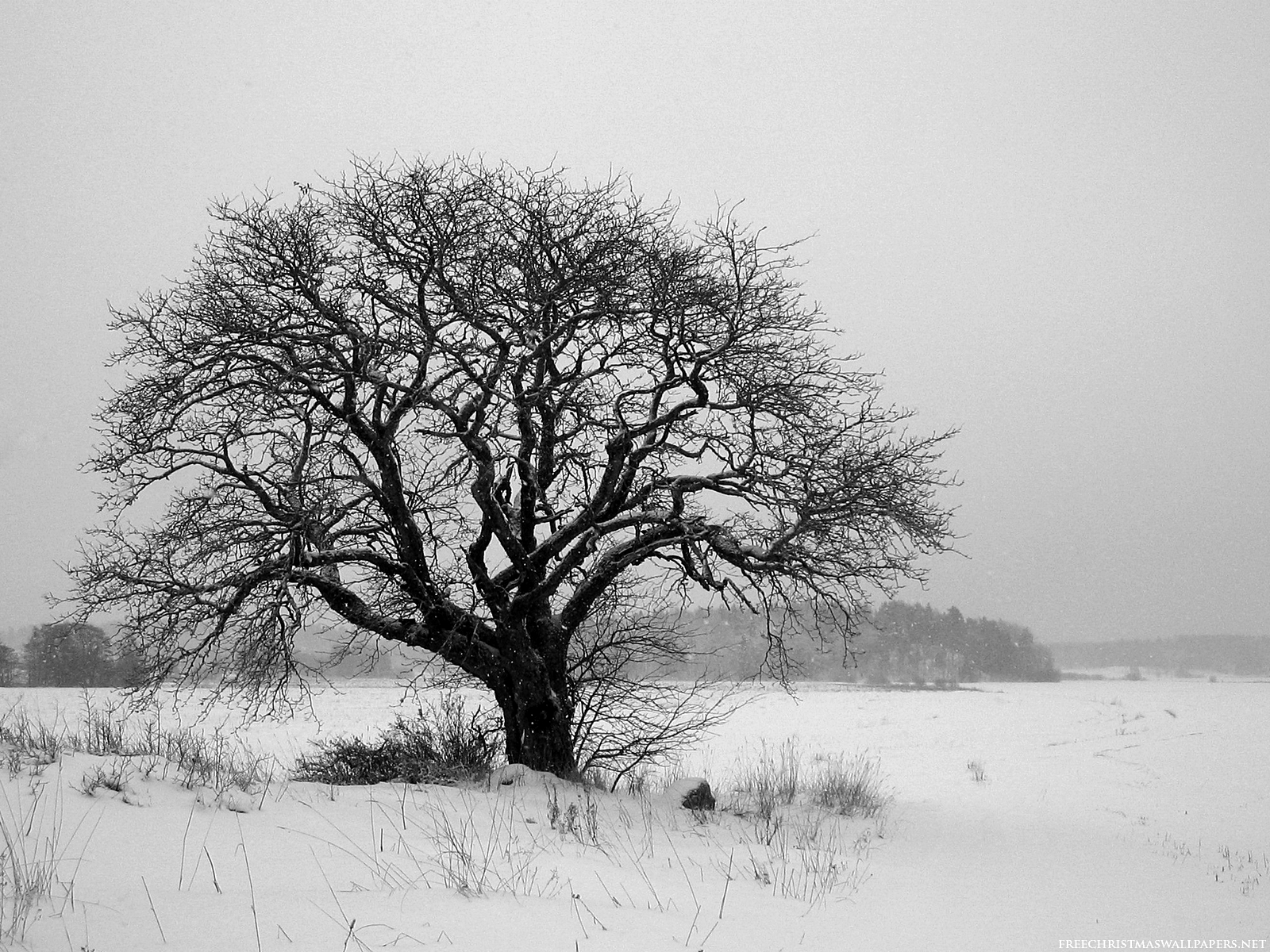 Nice Black And White Photograph Of A Lone Tree In Winter