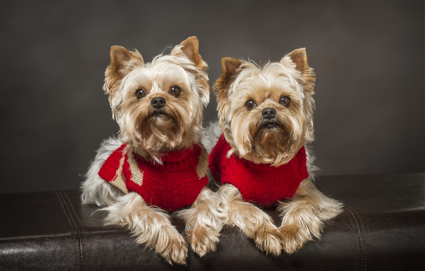 Wallpaper Yorkshire Terrier Dog Twins A Couple